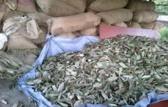 Tejpata(Cinnamomum tamala,Malabar leaf, Indian bark) by Eupnoea Technisol Private Limited