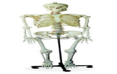 Human Skeleton by Chandra Scientific Industries