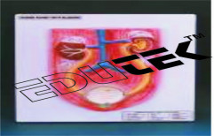 Kidney with Bladder by Edutek Instrumentation