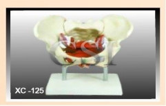 Female Pelvic Muscles & Organs by Chandra Scientific Industries