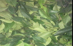 Sweet Neem / Curry Leaves by Gujarat Switchgears Private Limited