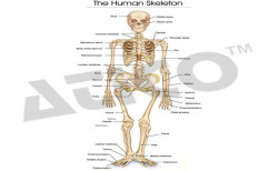 Human Skeleton by Advanced Technocracy Inc.