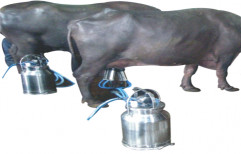 Buffalo Milking Machine by Vansun Technologies Private Limited