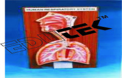 Human Respiratory System by Edutek Instrumentation