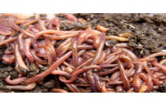 Earthworm Eisenia Fetida, For Agriculture
