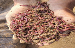 Earthworm for Vermicompost, For Fertilizer
