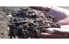 Red Agriculture Earthworm, Packaging Type: Plastic Bag,Packet