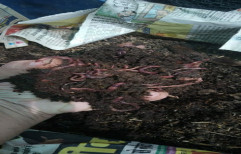 Eisenia fetida Vermiculture Earthworms, 25kg carrot, Box