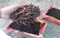 Red Wiggler Earthworm, Packaging Size: 5kg,50kg