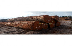 6-8 Feet Brown Suriname MKB Hard Wood, for Furniture