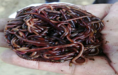 Australian Eisenia Fetida Earthworms