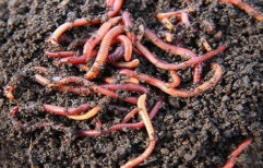 Eisenia Fetida Earthworms, 6kg, Box