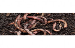 Eisenia fetida Organic Live Earthworm, 10 Kg, Box