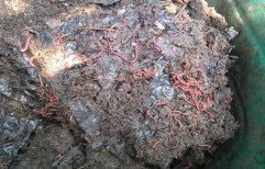 Live earthworms vermicomposting