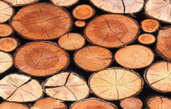 Brown MP Teak Wood Timber Logs