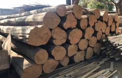 Brown Teak Wood Log, 12-16%, Thickness: 15-40 Cm