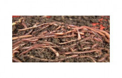 Compost Earthworms, Pack Size: 10 Kg