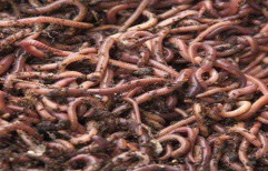 Eisenia Fetida Earthworms Vermicompost, Packaging Type: Pp Bag, Packaging Size: 1 - 5 Kg