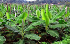 2 Year Banana Plant Contract farming, Well-water