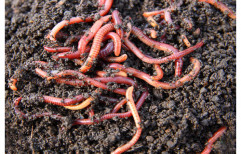 Agricultural Red Earthworm, Pack Size: 1 Kg
