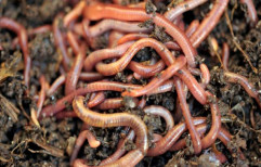 Eisenia fetida Earthworm for Vermi-compost