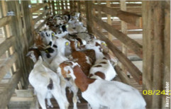Manual Iron Profitable Goat Farming Equipments Machine, Size: 2000