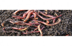 Vermicomposting Earthworm