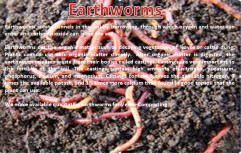 Live Earthworm - Australian Breed Eisenia Fetida Live Earthworms  Vermiculture Manufacturer from Jaipur