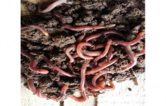 Live Earthworms Vermiculture, 20, Box