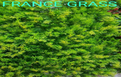 Vertical Garden