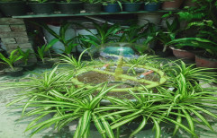 Vertical Garden