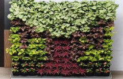 Vertical Gardens