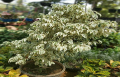 Starlight Outdoor Plant