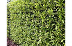 Natural Hotel Green Vertical Gardening Service, Maharashtra, Coverage Area: 1000 to 3000 Square Feet
