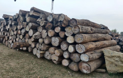 Brown Round Tiwas wood logs