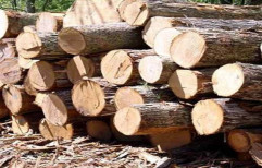 Brown Imported Timber Logs
